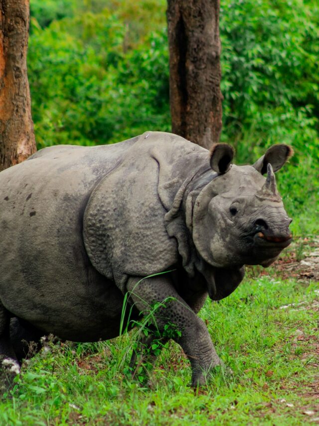 Discovering the 10 Places to Visit in Assam